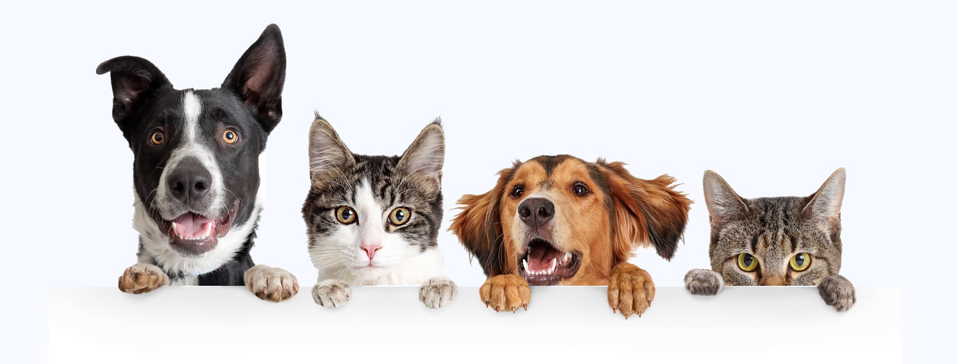 clínica veterinaria en Narón