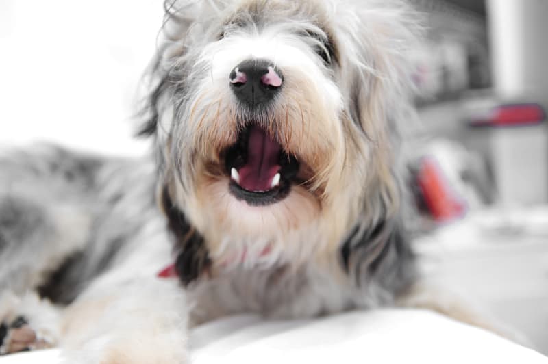 Peluquería canina y felina en Narón