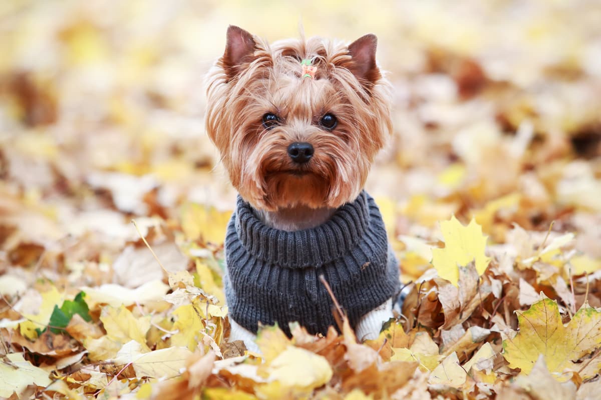 Moda y complementos para mascotas en Narón