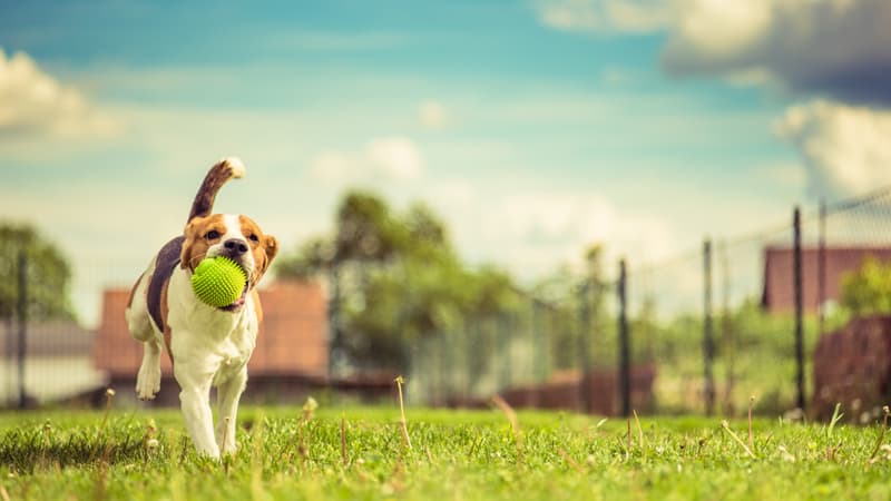 Residencia para mascotas en Narón