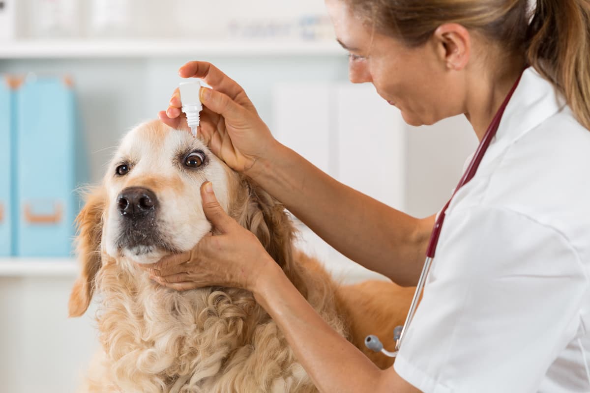 Posibilidad de servicios veterinarios en nuestra residencia en Narón