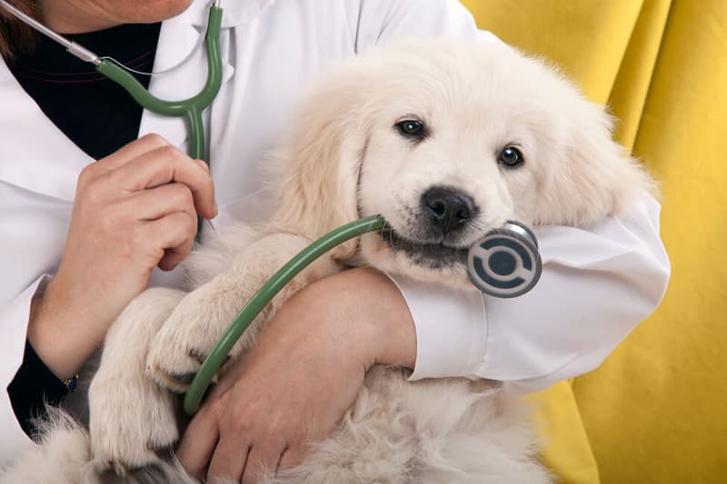 Tratamientos veterinarios integrales