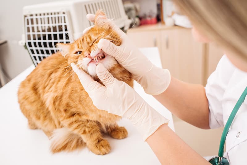 Confía en los veterinarios y veterinarias de Catro Patas