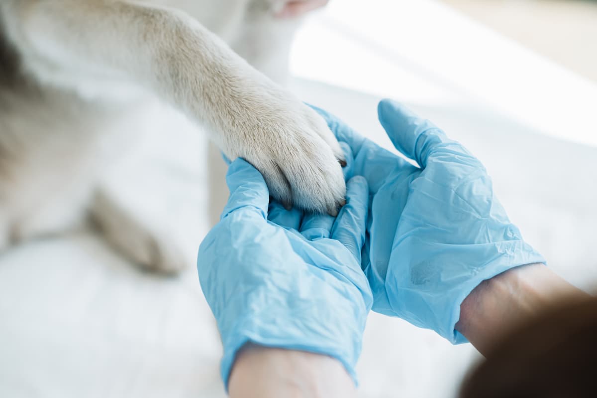 Clínica veterinaria en Narón