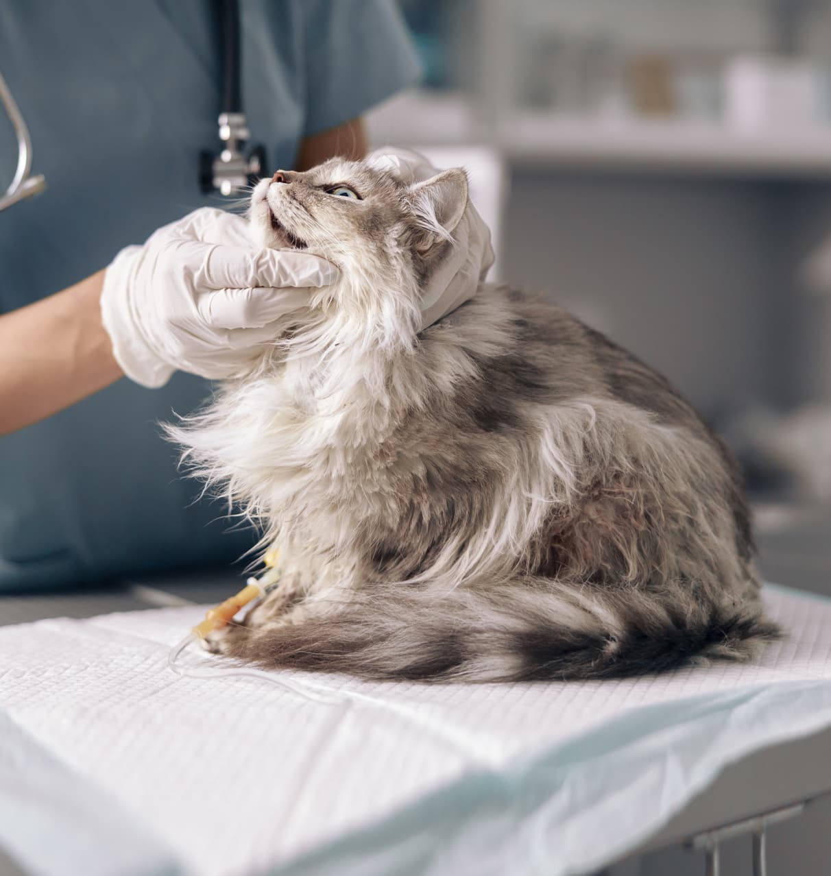 Clínica veterinaria en Narón