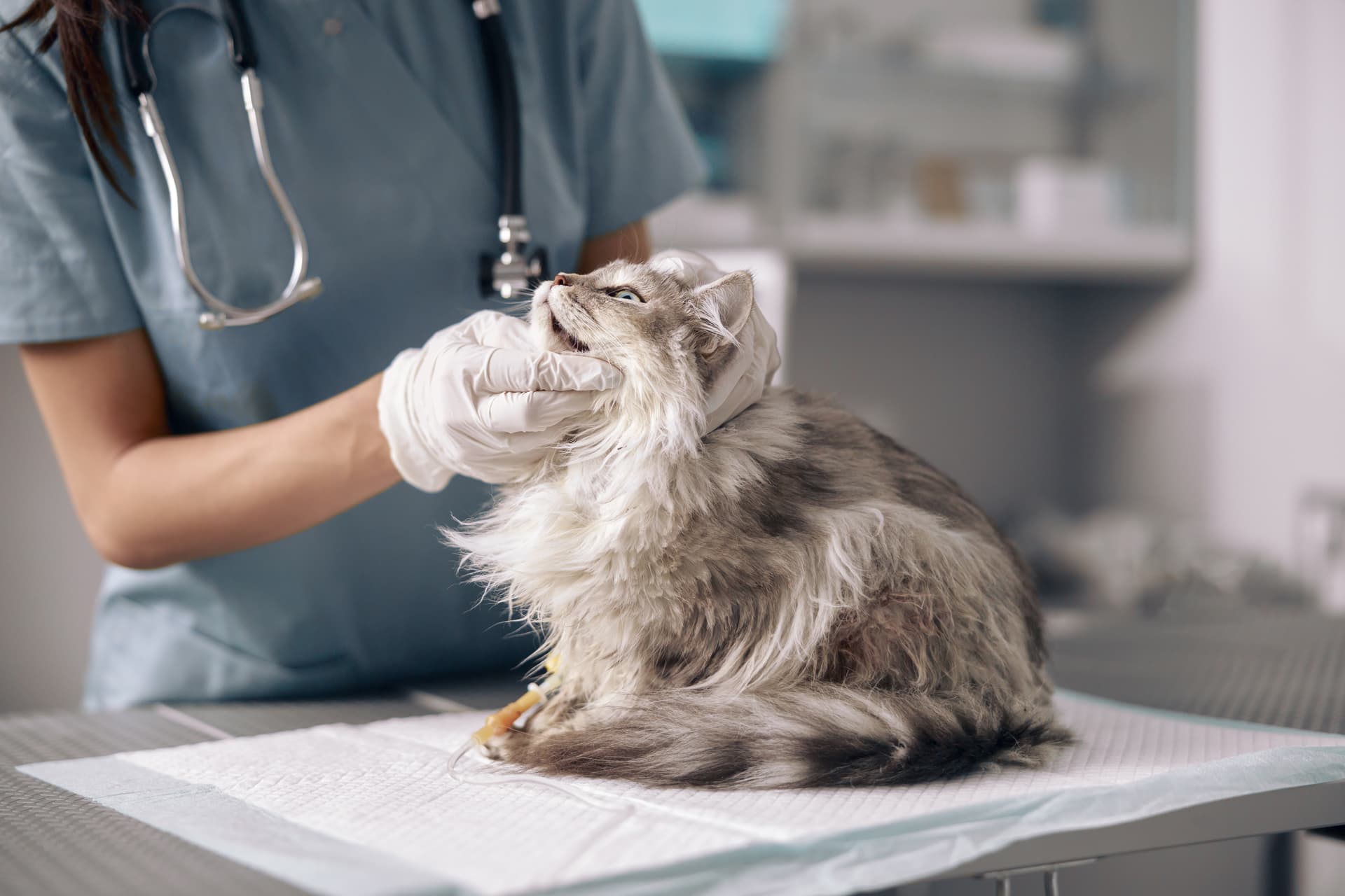 Clínica veterinaria en Narón