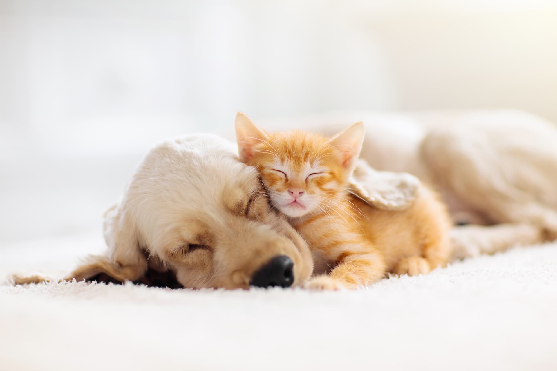 Clínica veterinaria en Narón