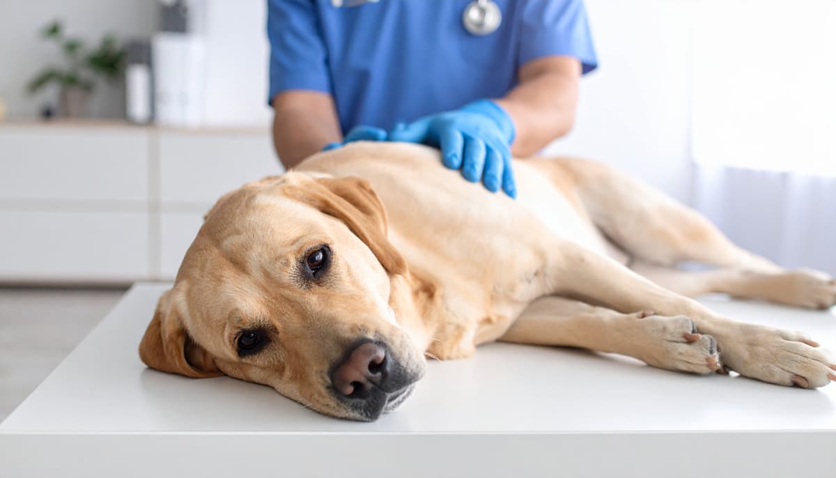 Clínica veterinaria en Narón