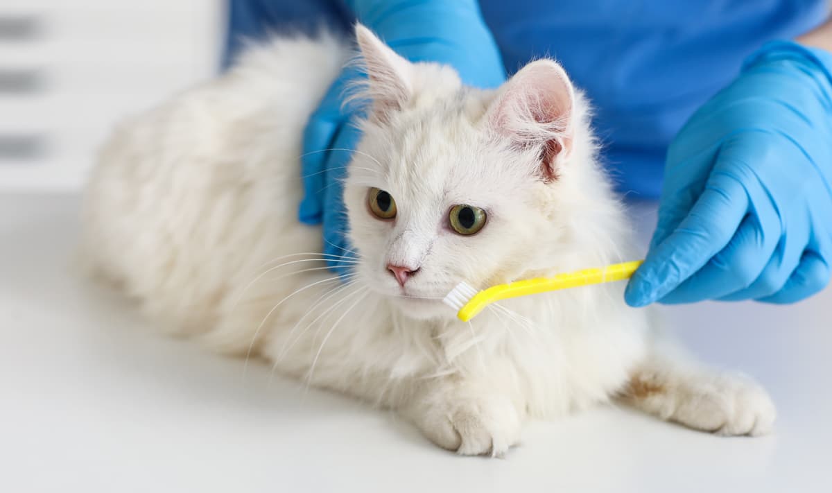 Clínica veterinaria en Narón