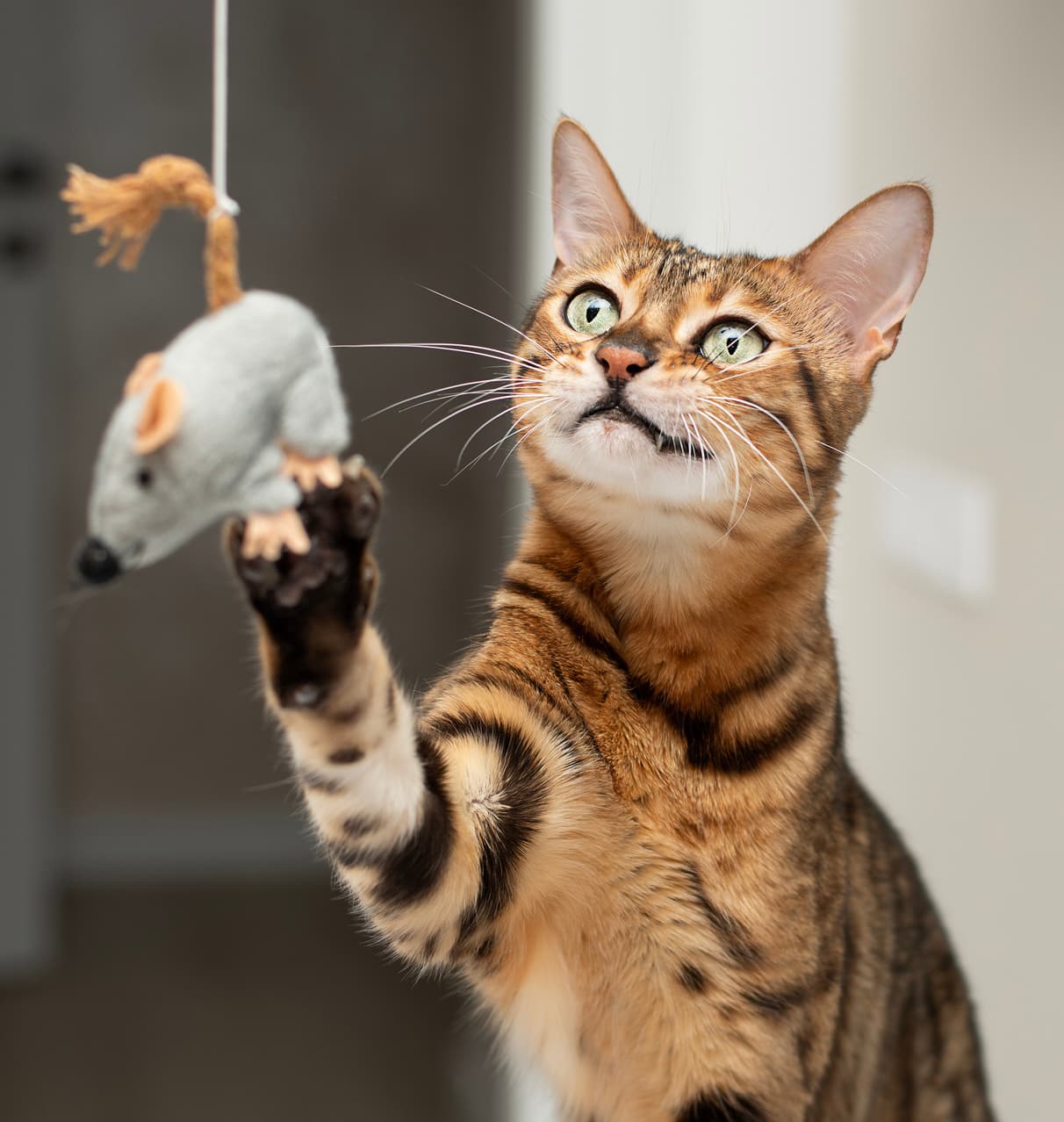Clínica veterinaria en Narón