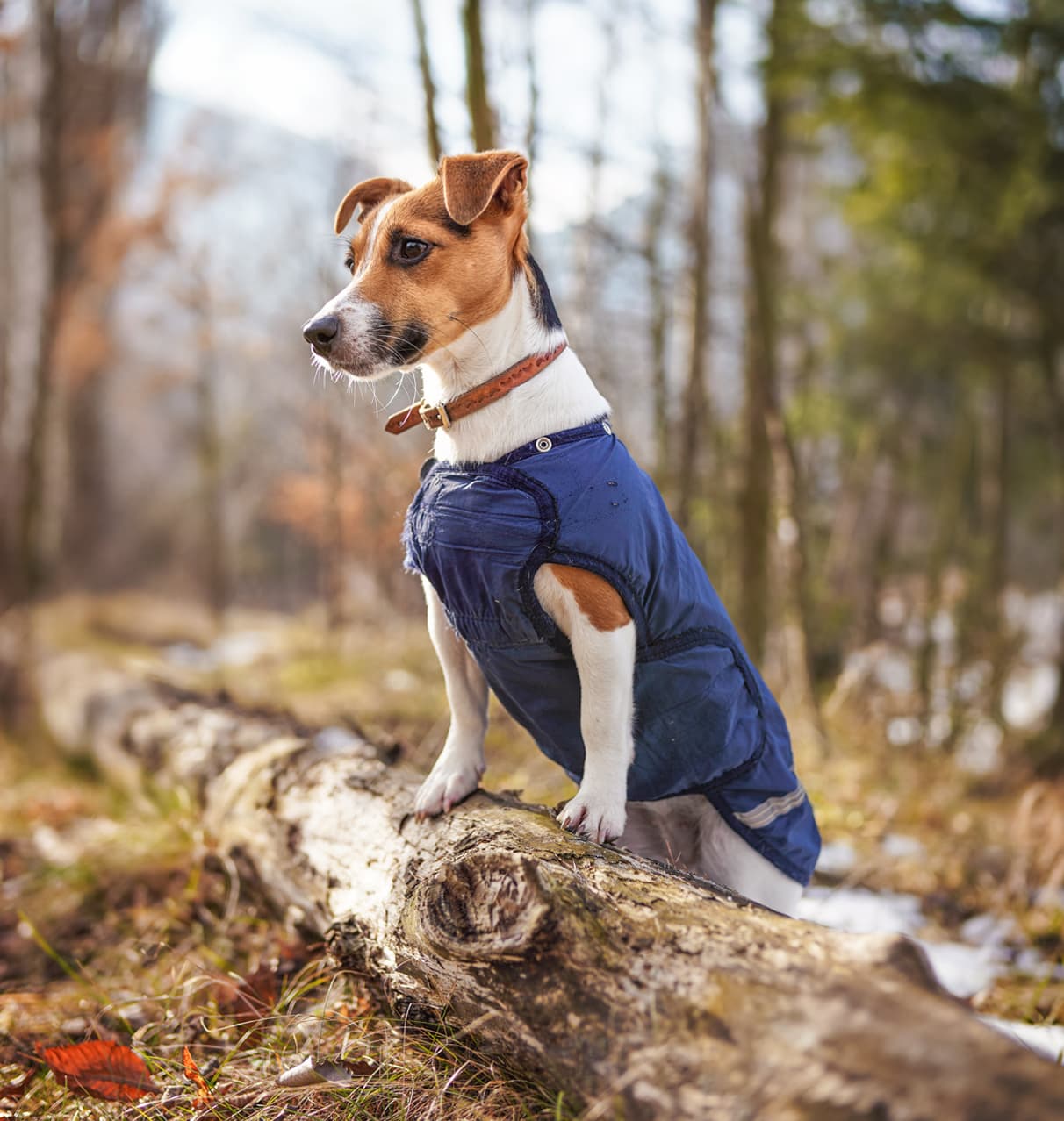 Clínica veterinaria en Narón