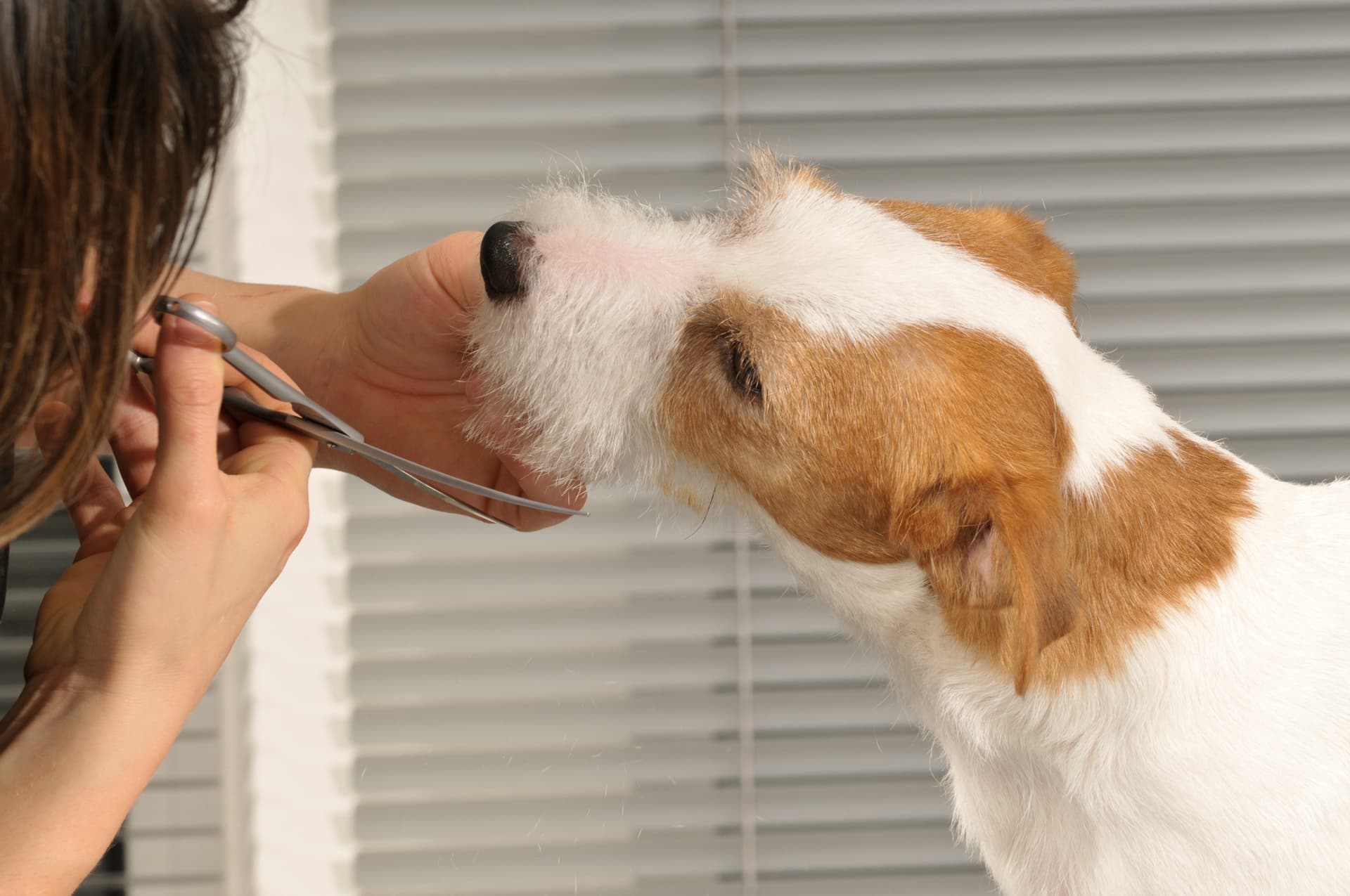 Clínica veterinaria en Narón