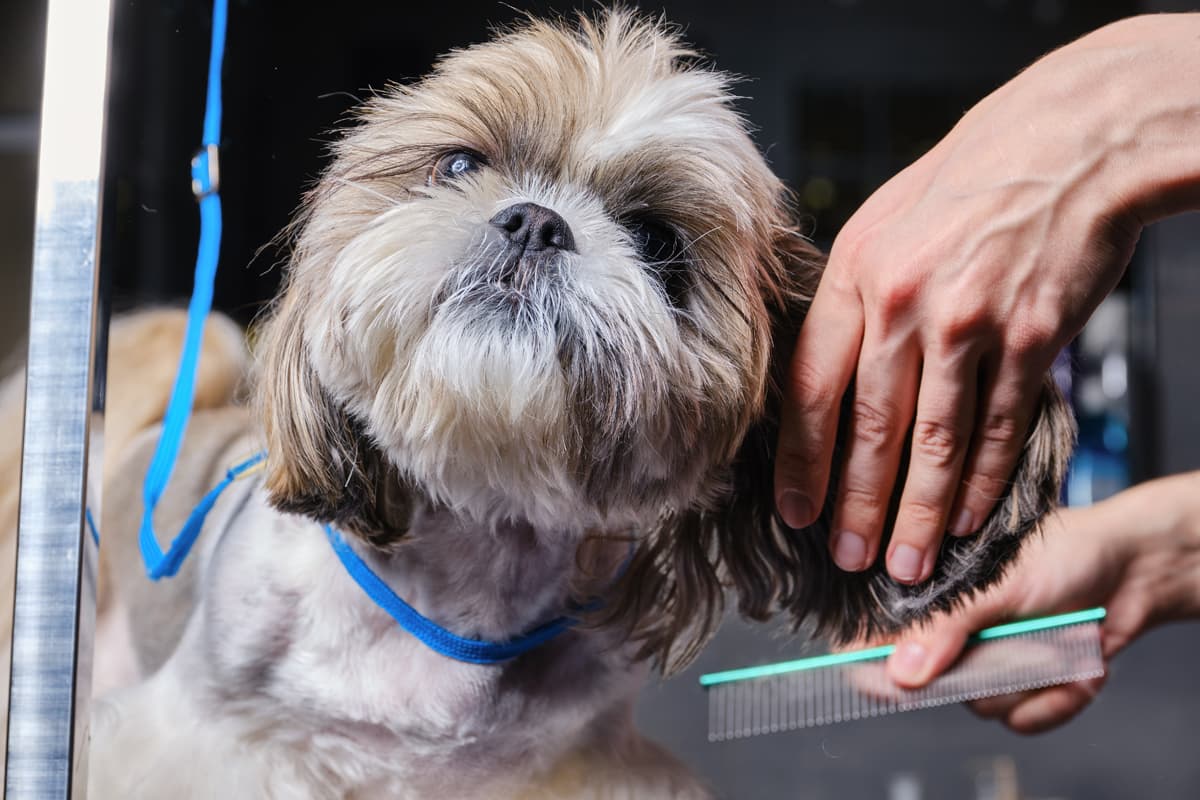 Clínica veterinaria en Narón