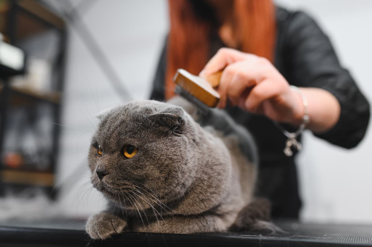 Peluqueros expertos en animales en Narón