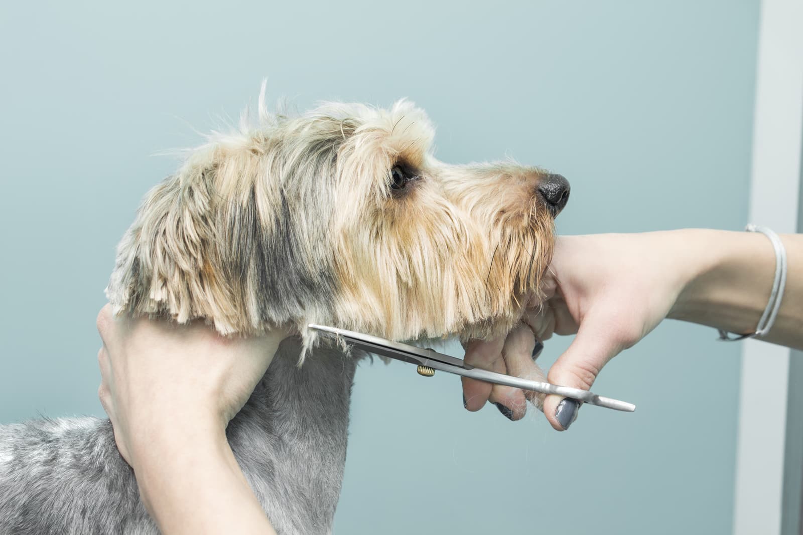 Servicio de peluquería para perros y gatos en Narón