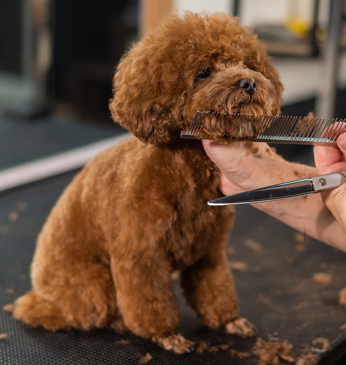 Clínica veterinaria en Narón