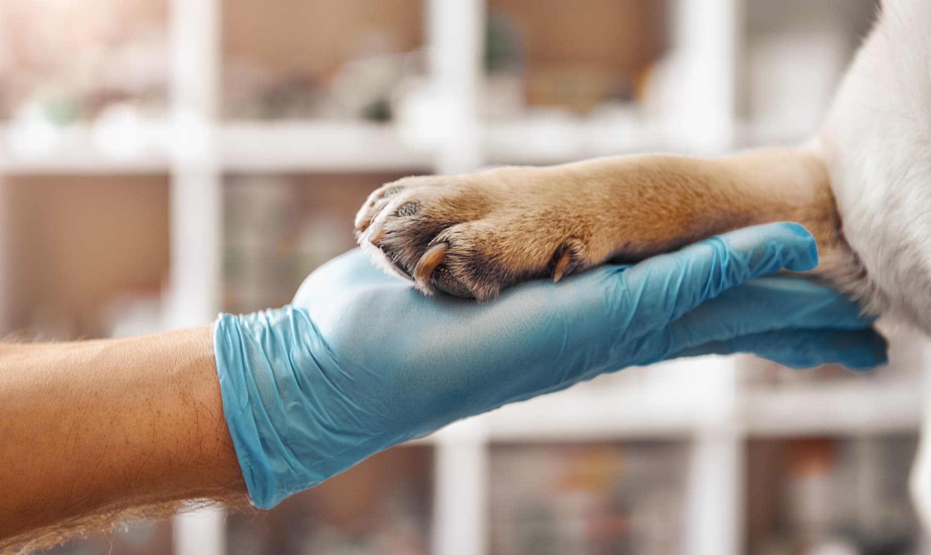 ¿Necesitas un veterinario en Narón? Llámanos