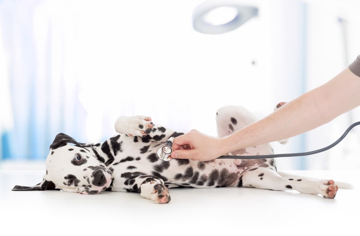 Clínica veterinaria en Narón